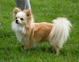 CH. bcbg Fortune cookie