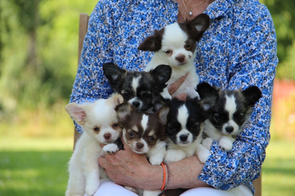 Chiot Chihuahua de Torranswald